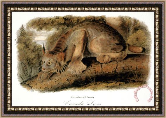 John James Audubon Canada Lynx 1846 Framed Print