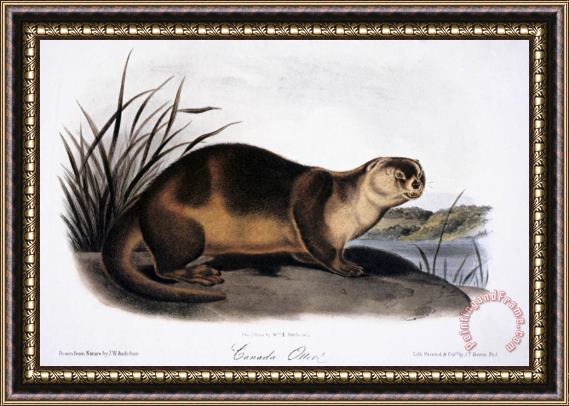 John James Audubon Canada Otter 1846 Framed Print