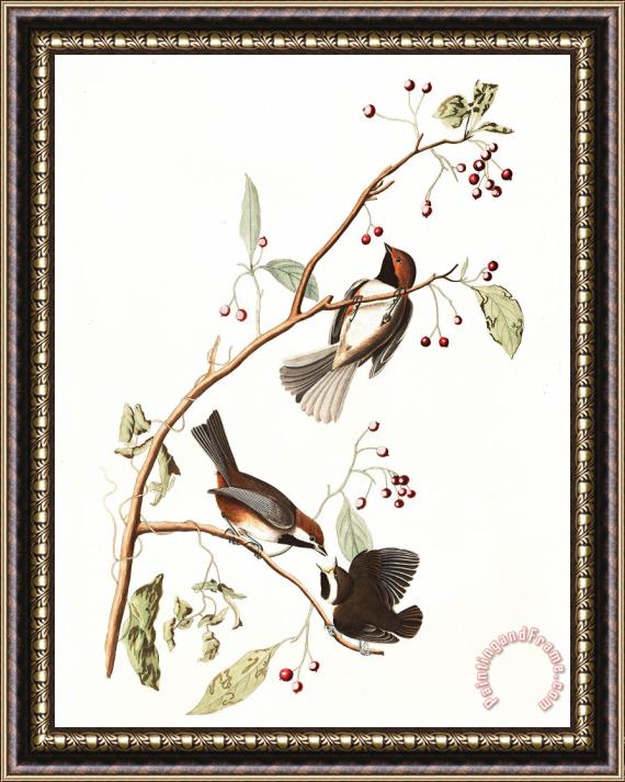 John James Audubon Canadian Titmouse Framed Print