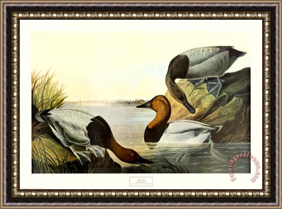 John James Audubon Canvas Backed Duck Framed Print