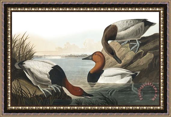 John James Audubon Canvas Backed Duck Framed Painting