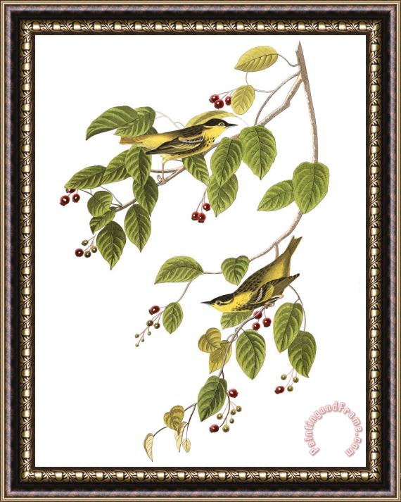John James Audubon Carbonated Warbler Framed Painting