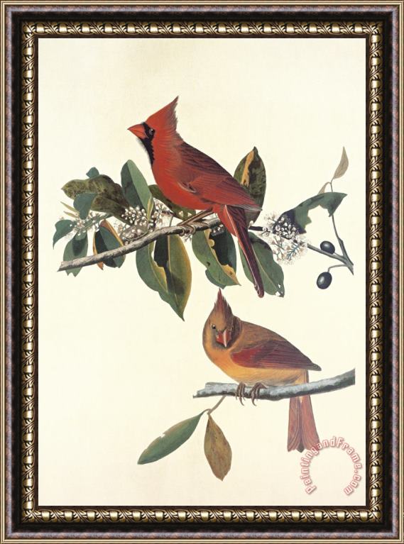 John James Audubon Cardinal Grosbeak Framed Painting