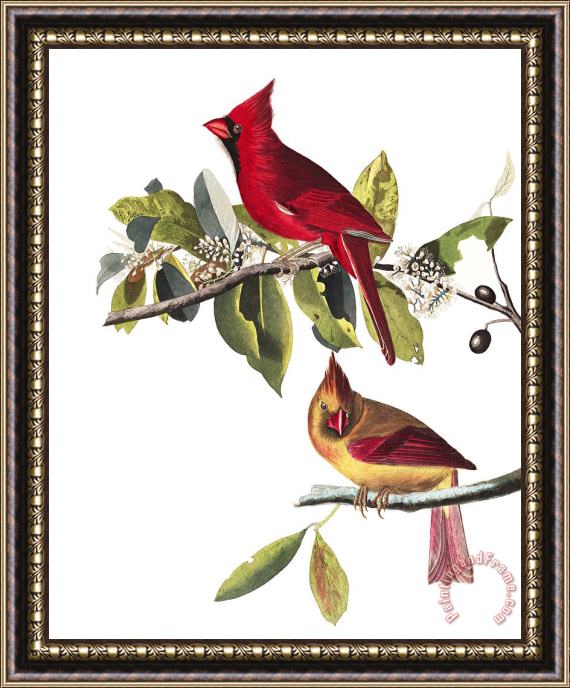 John James Audubon Cardinal Grosbeak Framed Print