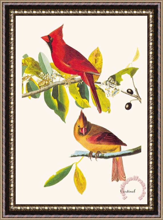 John James Audubon Cardinal Framed Print