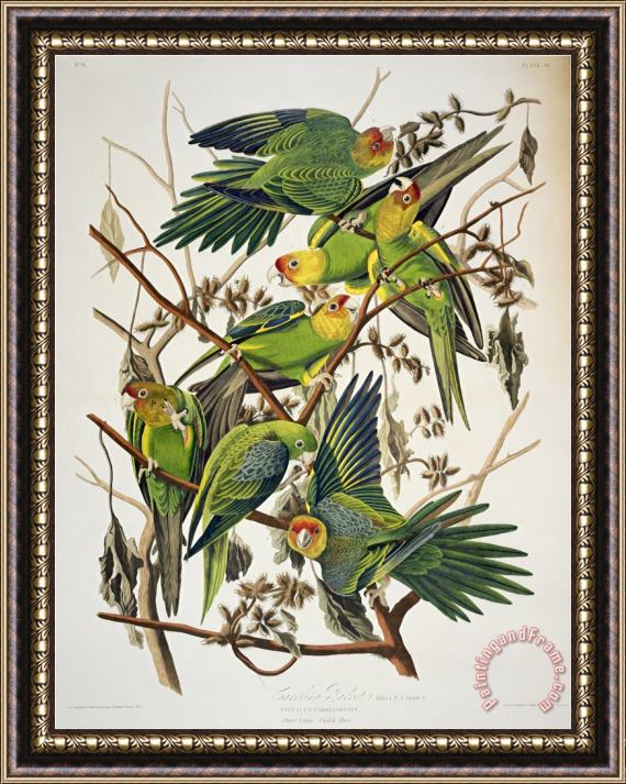 John James Audubon Carolina Parakeet From Birds of America 1829 Framed Print