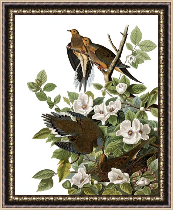John James Audubon Carolina Turtle Dove Framed Print