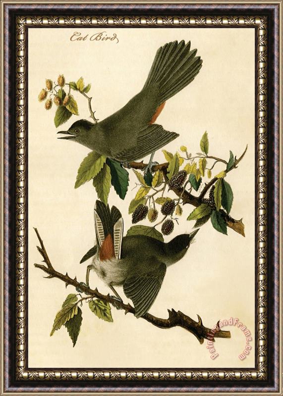 John James Audubon Cat Bird Framed Painting
