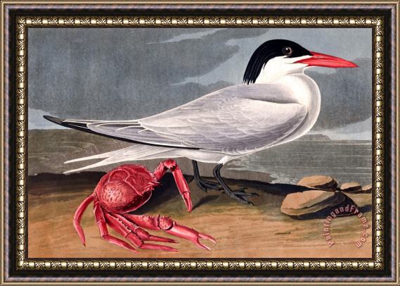 John James Audubon Cayenne Tern Framed Print