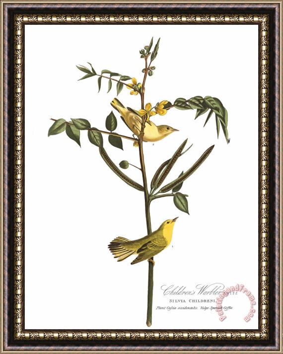 John James Audubon Children's Warbler Framed Painting