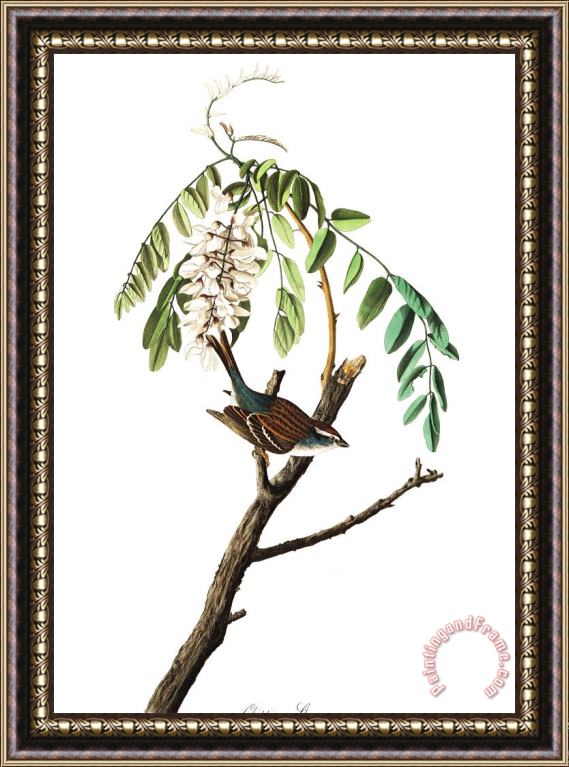 John James Audubon Chipping Sparrow Framed Print