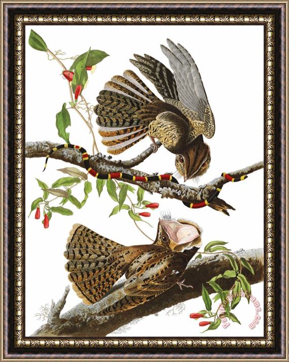 John James Audubon Chuck Will's Widow Framed Painting