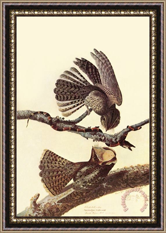 John James Audubon Chuck Wills Willow Framed Print