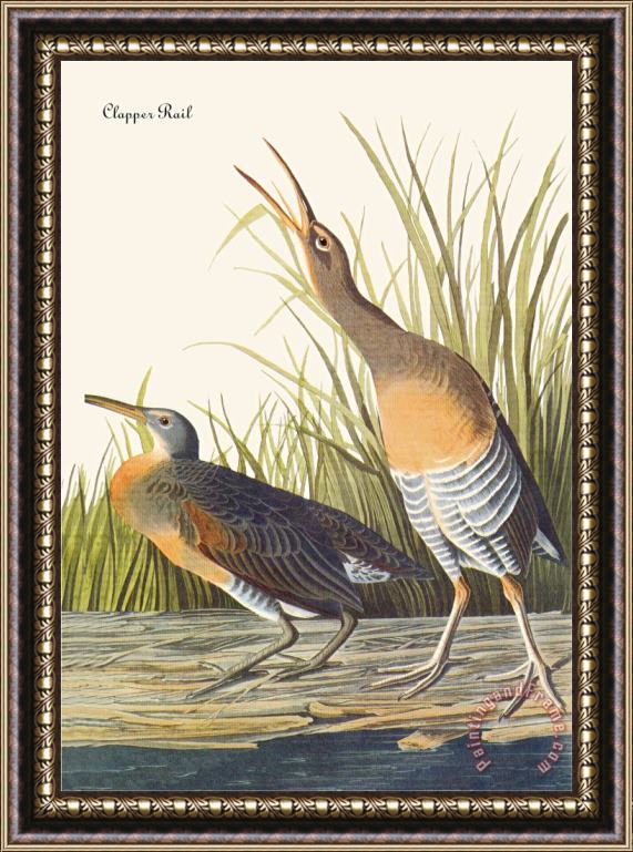 John James Audubon Clapper Rail Framed Print