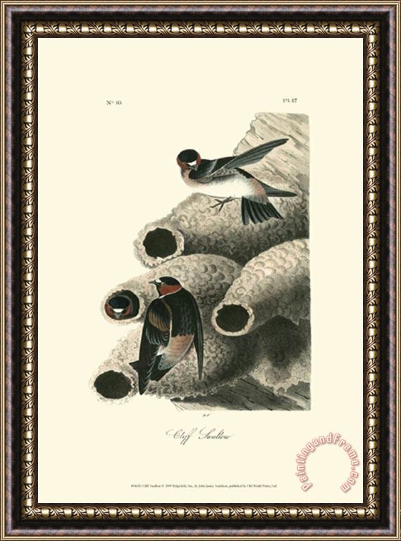 John James Audubon Cliff Swallow Framed Painting
