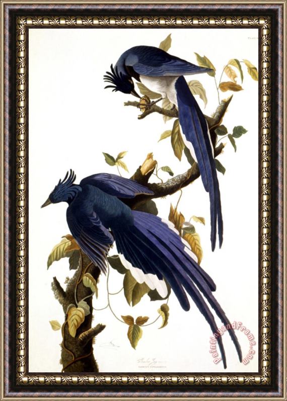 John James Audubon Columbia Jay 1830 Framed Painting