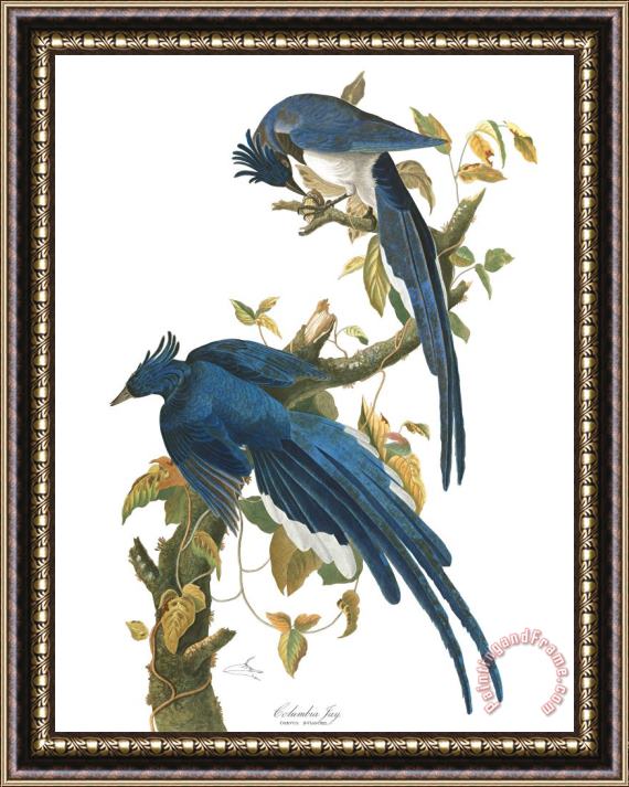 John James Audubon Columbia Jay Framed Painting