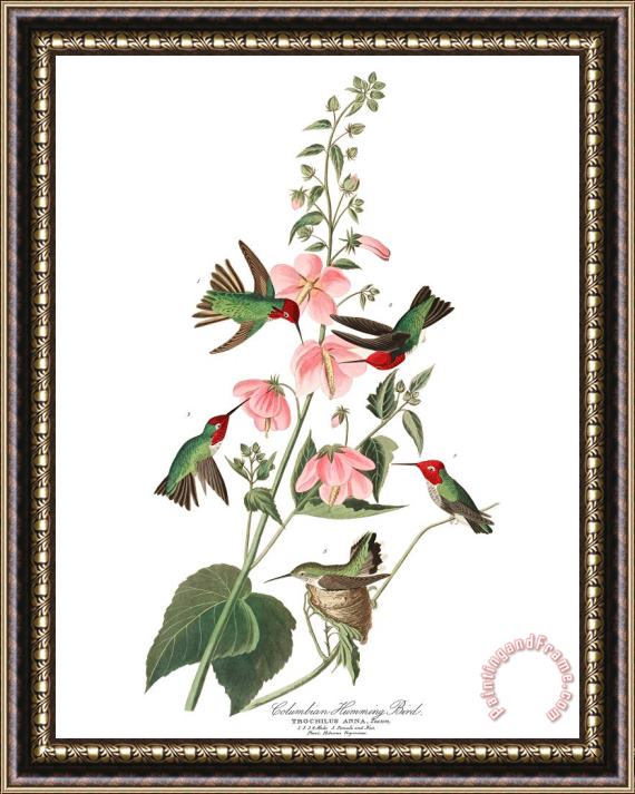 John James Audubon Columbian Humming Bird Framed Print