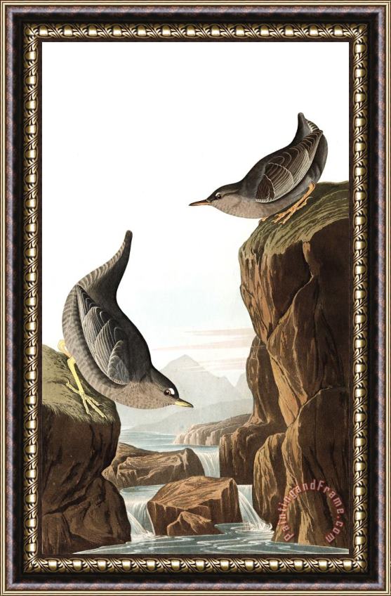 John James Audubon Columbian Water Ouzel, Or Arctic Water Ouzel Framed Painting