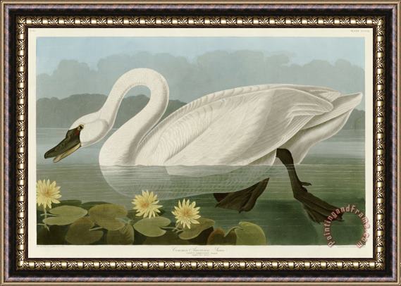 John James Audubon Common American Swan Framed Print