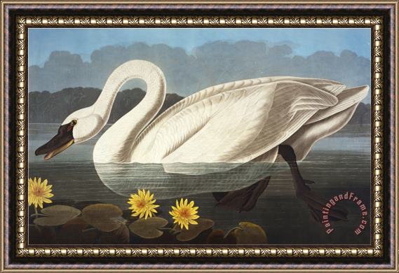 John James Audubon Common American Swan Whistling Swan Olor Colombianus From The Birds of America Framed Painting