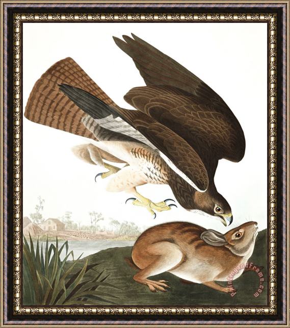 John James Audubon Common Buzzard Framed Painting