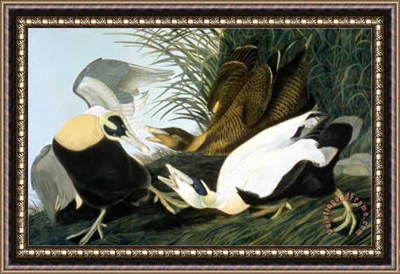 John James Audubon Common Eider Eider Duck Framed Painting