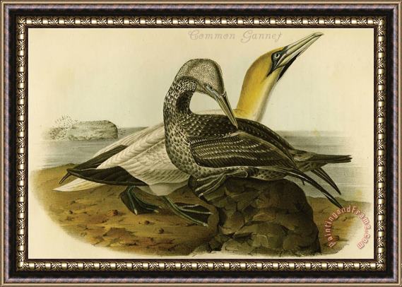 John James Audubon Common Gannet Framed Painting