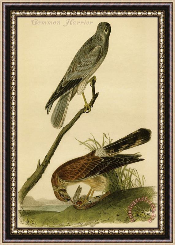 John James Audubon Common Harrier Framed Print