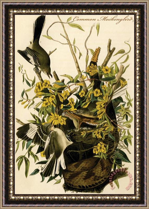 John James Audubon Common Mockingbird Framed Print