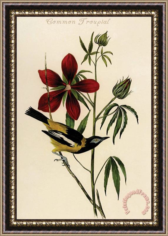 John James Audubon Common Troupial Framed Painting