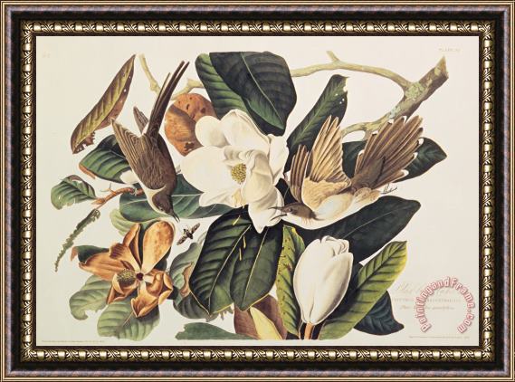 John James Audubon Cuckoo on Magnolia Grandiflora Framed Print