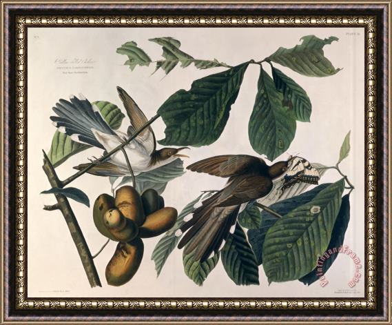 John James Audubon Cuckoo Framed Painting
