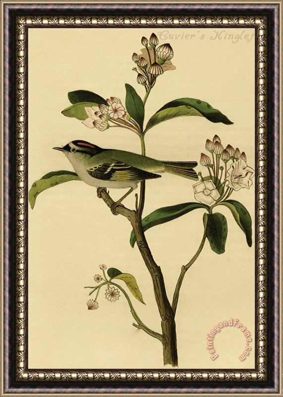 John James Audubon Cuvier S Kinglet Framed Print