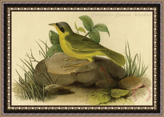 John James Audubon Delafields Ground Warbler Framed Painting
