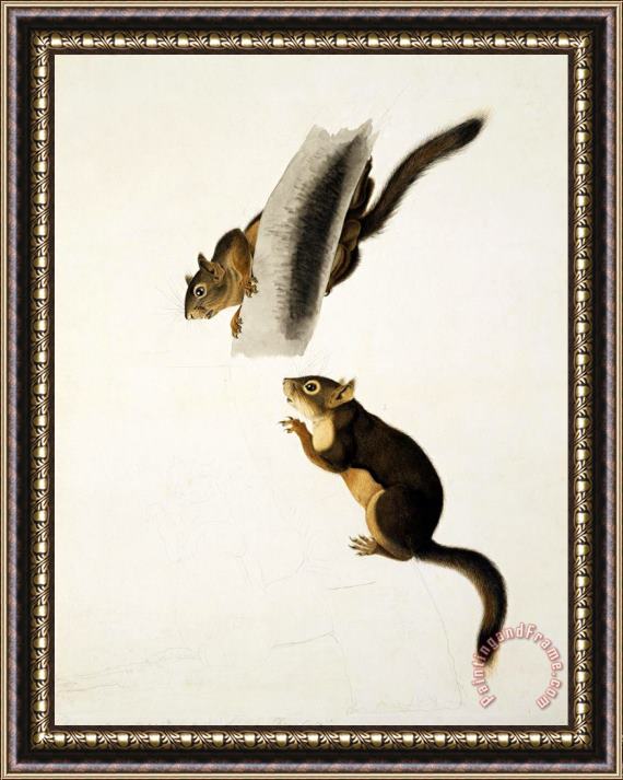 John James Audubon Douglas's Squirrel Framed Print