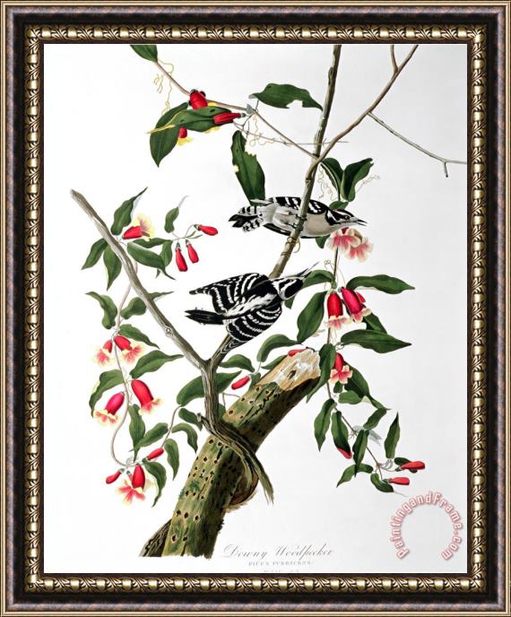 John James Audubon Downy Woodpecker From Birds of America Framed Print