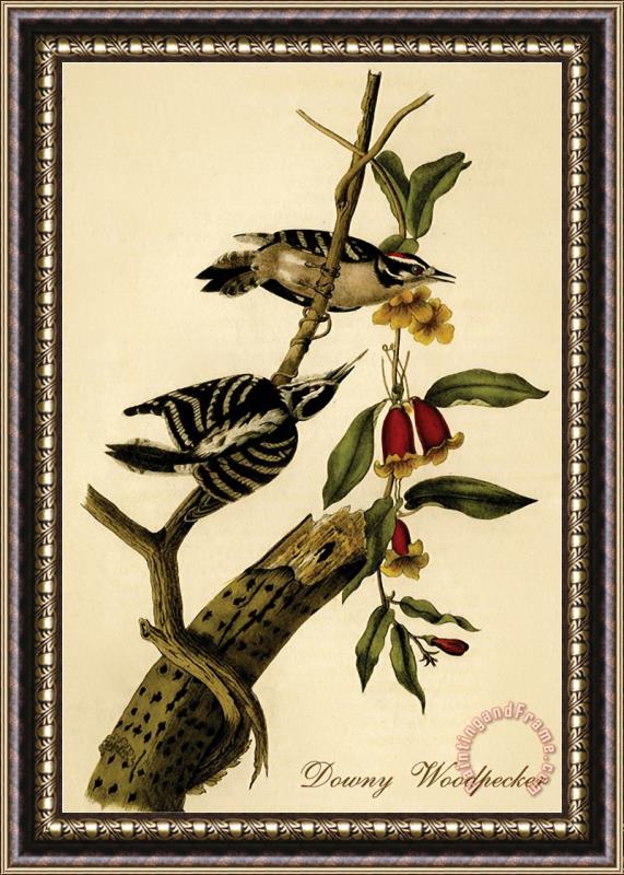 John James Audubon Downy Woodpecker Framed Painting