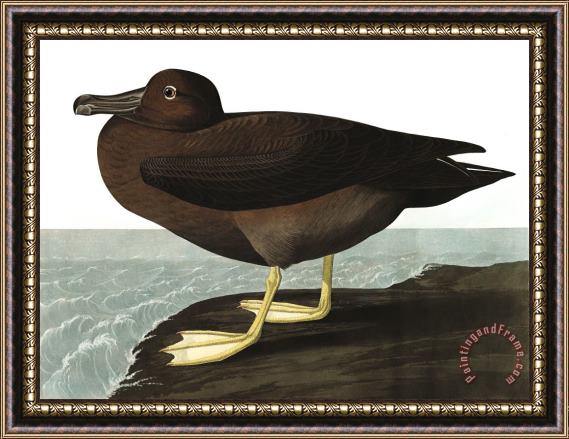 John James Audubon Dusky Albatros Framed Print