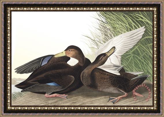 John James Audubon Dusky Duck Framed Print