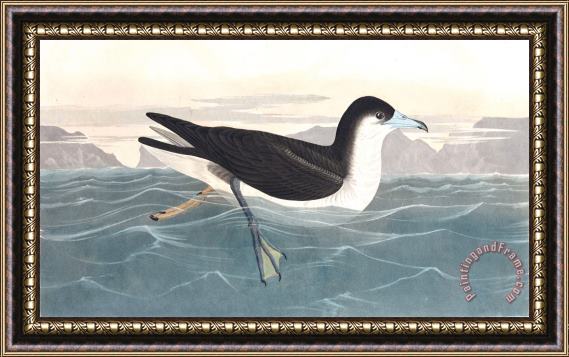 John James Audubon Dusky Petrel Framed Print