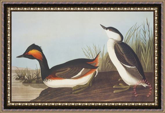 John James Audubon Eared Grebe Framed Painting
