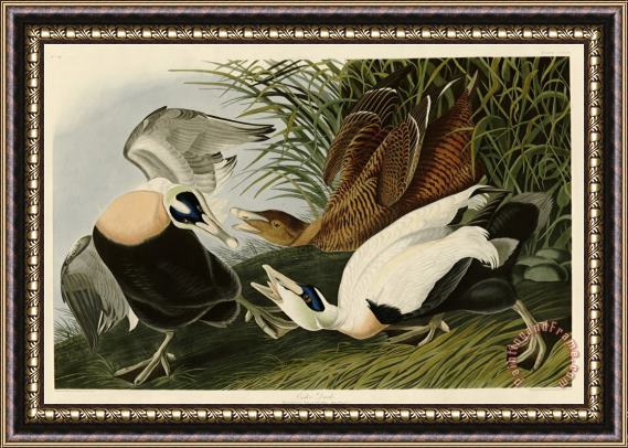 John James Audubon Eider Duck Framed Painting