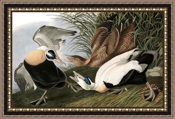 John James Audubon Eider Duck Framed Print