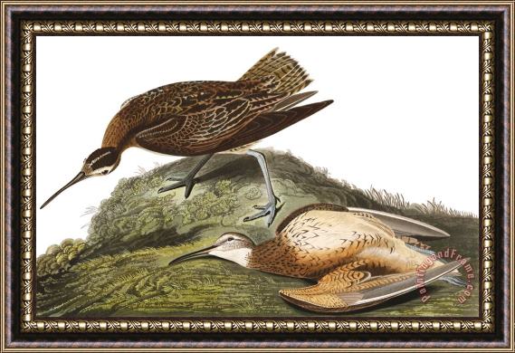 John James Audubon Esquimaux Curlew Framed Painting