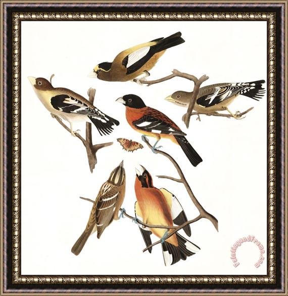 John James Audubon Evening Grosbeak, Or Spotted Grosbeak Framed Print