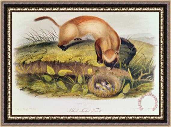 John James Audubon Ferret Framed Painting