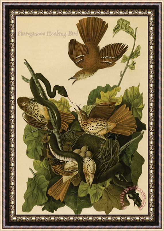 John James Audubon Ferruginous Mocking Bird Framed Painting