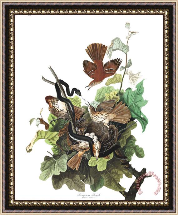 John James Audubon Ferruginous Thrush Framed Painting