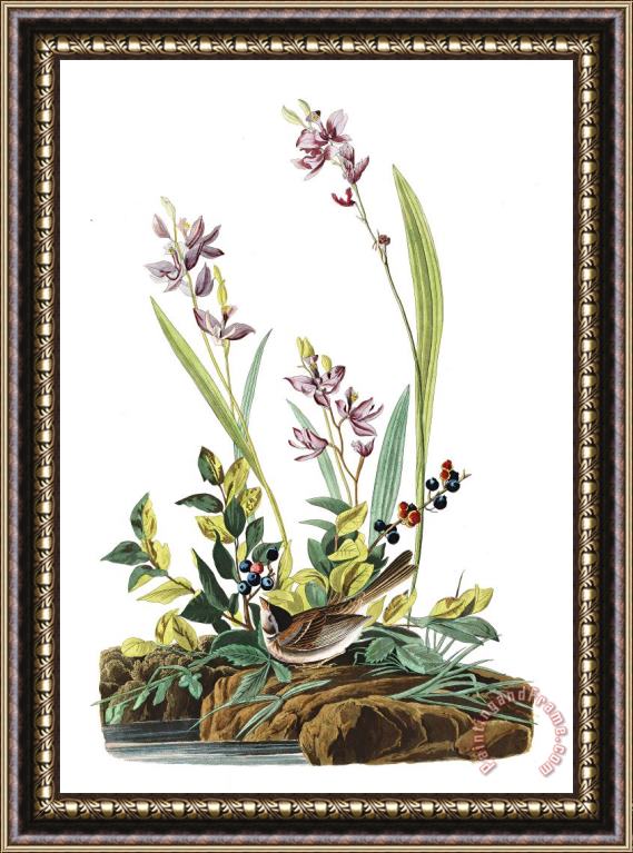John James Audubon Field Sparrow Framed Print